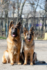 Dog Show. Two German Shepherds