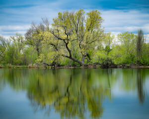Obraz premium The reflection of a tree with green leaves on the calm mirror-like surface of a lake with clouds or purple mountains in the background