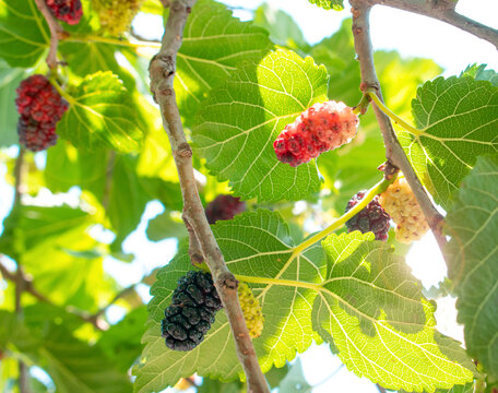 Arbol morus alba con moras negras colgadas color morado rosa y verde varias ojas y flare de luz fruta natural