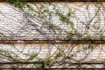 The wall of an old house with brickwork, entwined with a vine of wild grapes with green leaves.