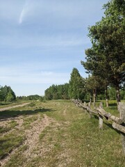 Fototapeta premium Field and nature in the village