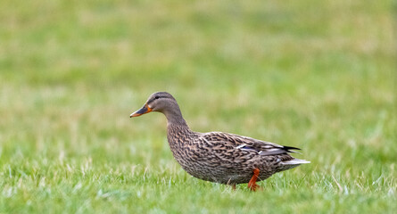 duck in the grass