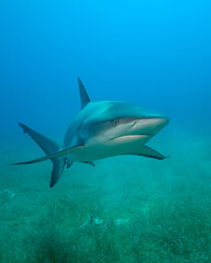 Silky shark, Carcharhinus falciformis, in Jardines de la Reyna, Cuban Caribbean. An improved edit.