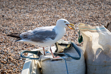 A seagull with a pebble in his beak, on a sunny day at Seaford in Sussex