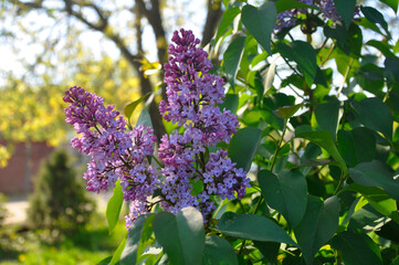 Obraz premium Lilac branch in spring sunny garden. Lilac flowers.