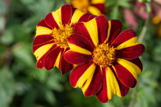 Close up of French marigold (tagetes patula) flowers in bloom