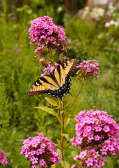 Tiger Swallowtail Butterfly and Pink Phlox Blossoms in Garden