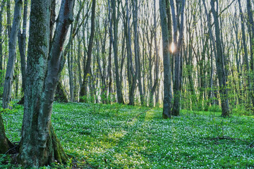landscape. Forest in spring. Beautiful trees are illuminated by the sun. White anemones are blooming