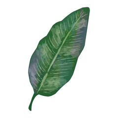 Fototapeta premium leaf, element for design. Flat vector design 