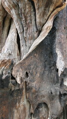 old tree wood texture