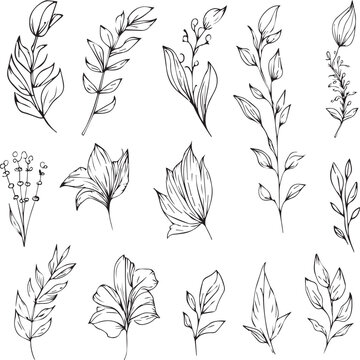hand-drawn botanical spring elements line art, botanical illustration botanical line drawing, vector sketch artistic simplicity botanical doodle art, Easy botanical drawing, 
botanicl illustration