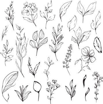 Botanical elements Vector sketch, Hand drawn leaf line art , botanical leaf bud illustration engraved ink art style. botanical vector drawing. vintage botanical leaf drawing