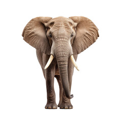 Fototapeta premium Elephant Transparent background