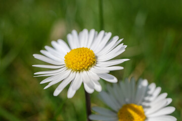 Obraz premium close-up daisy flower, flowers in spring, big daisies, selective focus