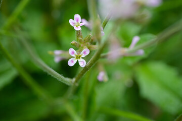 tiny pink and white flowers