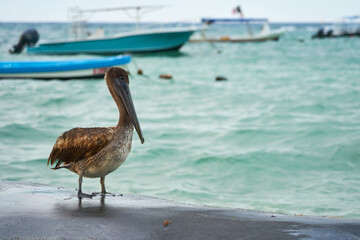 A pelican on a pier close to a blurred sea in the background.