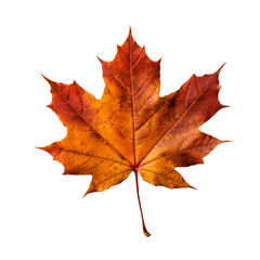 Naklejka na ściany i meble Autumn maple leaf on a transparent background, Generative AI