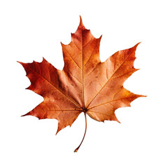 Naklejka na ściany i meble Autumn maple leaf on a transparent background, Generative AI