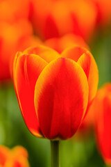 Flame Tulips