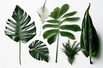 Foto op Aluminium Monstera Leaves or leaf wallpaper on white background vector illustration. Ai generated