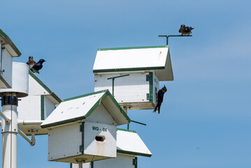 Swallows In Unusual Nesting Houses In Spring