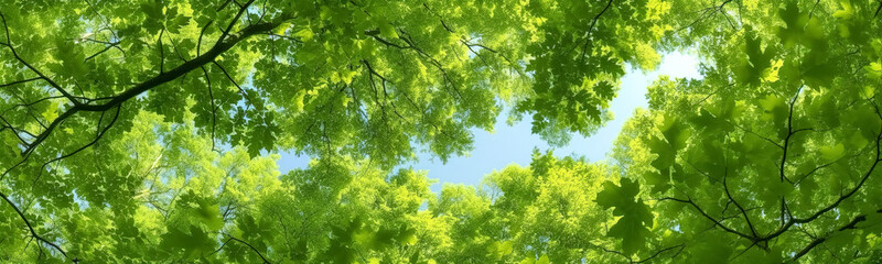 Green Forest of Beech Trees, looking up. Sun rays shining through trees, nature background. wide panoramic - obrazy, fototapety, plakaty