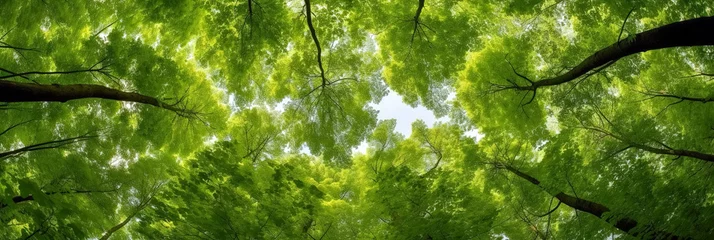 Keuken foto achterwand Green Forest of Beech Trees, looking up. Sun rays shining through trees, nature background. wide panoramic © Viks_jin