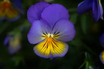 Foto op Canvas beautiful violet and yellow pansy macro  © Danielle Press
