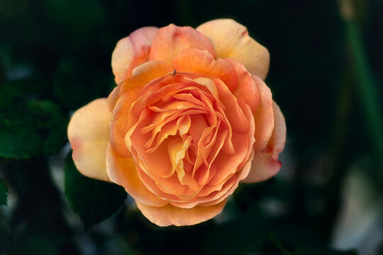 peach colored rose up close - summery orange and yellow flower macro