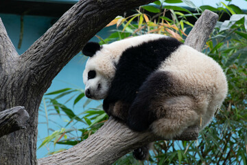 Close up Giant panda in Singapore