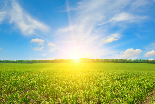 Sunrise over summer corn field.