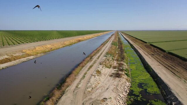 2023 - Excellent aerial view moving among birds over a Tulare Lake levee in Corcoran, California.