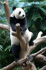 Close up Giant panda in Singapore