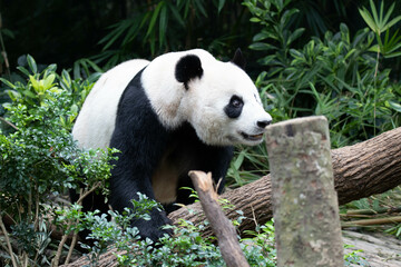 Obraz na płótnie Canvas Close up Giant panda in Singapore
