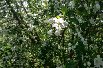 Obraz na płótnie Canvas white, pink apple blossoms, apple blossoms, apple blossoms, single flowers, blossoming branches