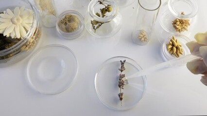 aromatherapy, extraction of aromas from dry lavender flower in Petri dish