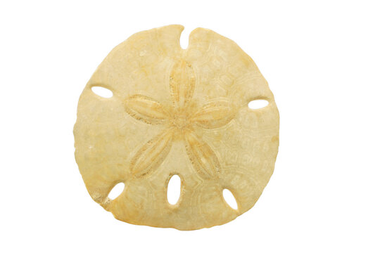 Sand dollar isolated on transparency png file Summer souvenir