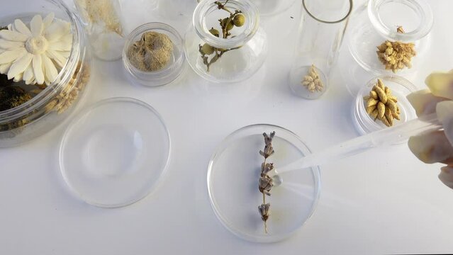 aromatherapy, extraction of aromas from dry lavender flower in Petri dish