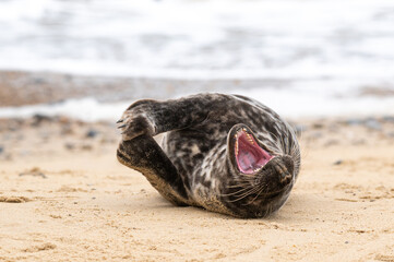 Grey seal pup, Halichoerus grypus, resting on sand beach and yawning, UK
