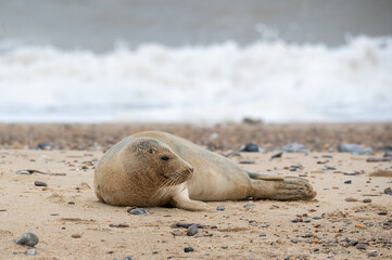 Grey seal pup, Halichoerus grypus, resting on sand beach, UK
