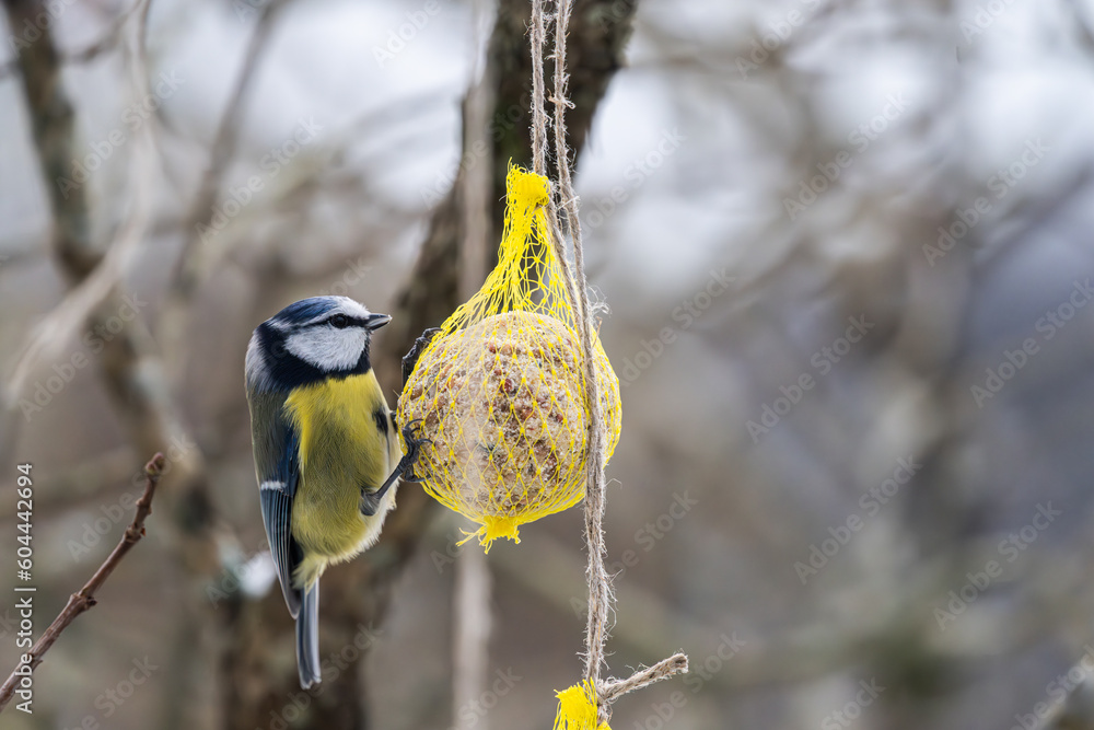 Wall mural Blue tit eating from a seed ball in winter.