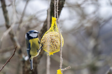 Blue tit eating from a seed ball in winter.