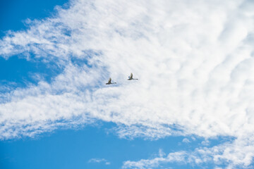 Swan couple flying on a summer day.