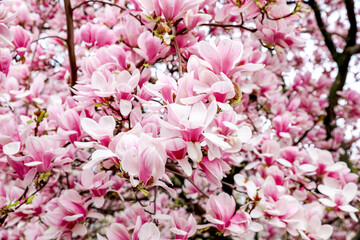 Pink Magnolia in blossom background. Harmony and tranquility concept