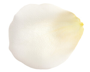 Rose isolated on white background, full depth of field