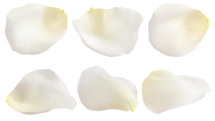 Rose isolated on white background, full depth of field