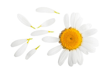 chamomile isolated on white background, full depth of field