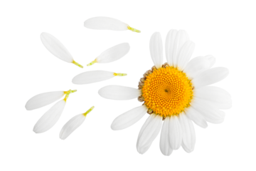 chamomile isolated on white background, full depth of field