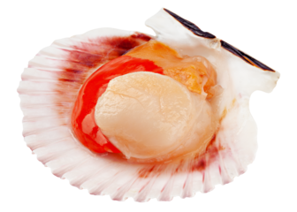Raw shell scallop, isolated on white background, full depth of field