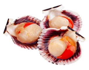 Raw shell scallop, isolated on white background, full depth of field